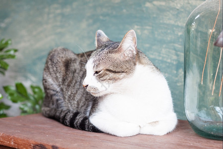 山猫躺在木制桌子上鱼群照片图片