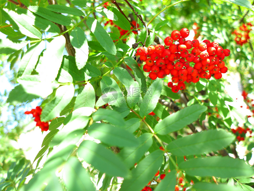 一棵树上秋红的山莓图片