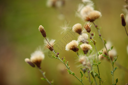 绿色模糊背景的草原野花图片