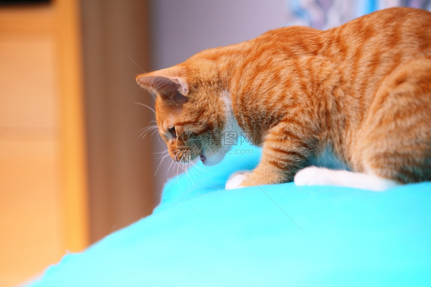 家里的动物红可爱小猫宠物咪在床上绿的毯子上图片