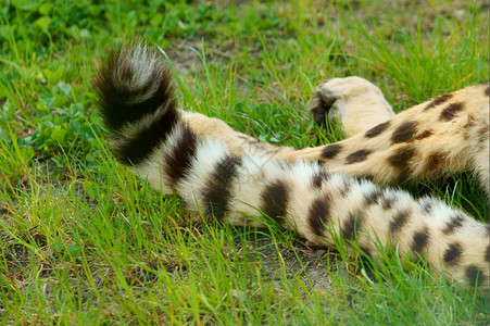 竖着尾巴的猫Cheetah拖着它的尾巴绿草背景