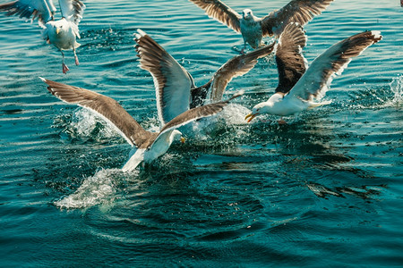 动物的自然和行海鸥在水中为食物而战高清图片