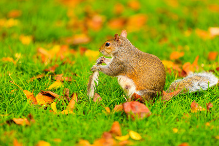 秋的灰松鼠图片