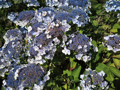 HydrangeaAsperaMacrophylla树苗花丛灌木图片