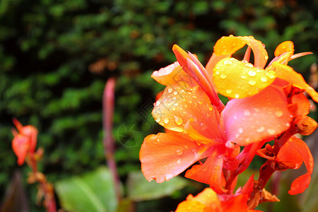 紧闭美丽的橙色花朵园瓣上有水滴图片
