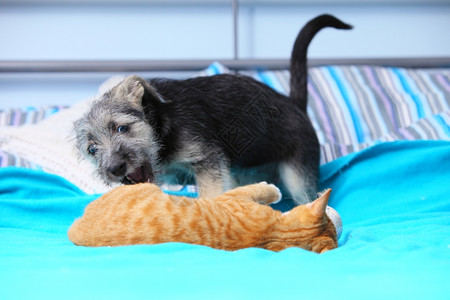 在家养狗和小红猫的宠物一起玩在床上蓝毯子图片