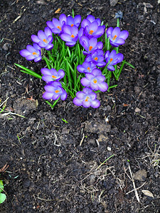 花园的初春紫图片