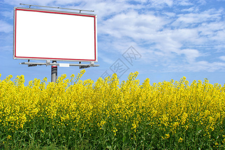 空为你广告刊登黄色油菜籽和蓝天广告图片