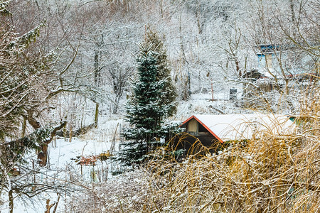 冬季和节特定树木和房屋覆盖白新雪图片