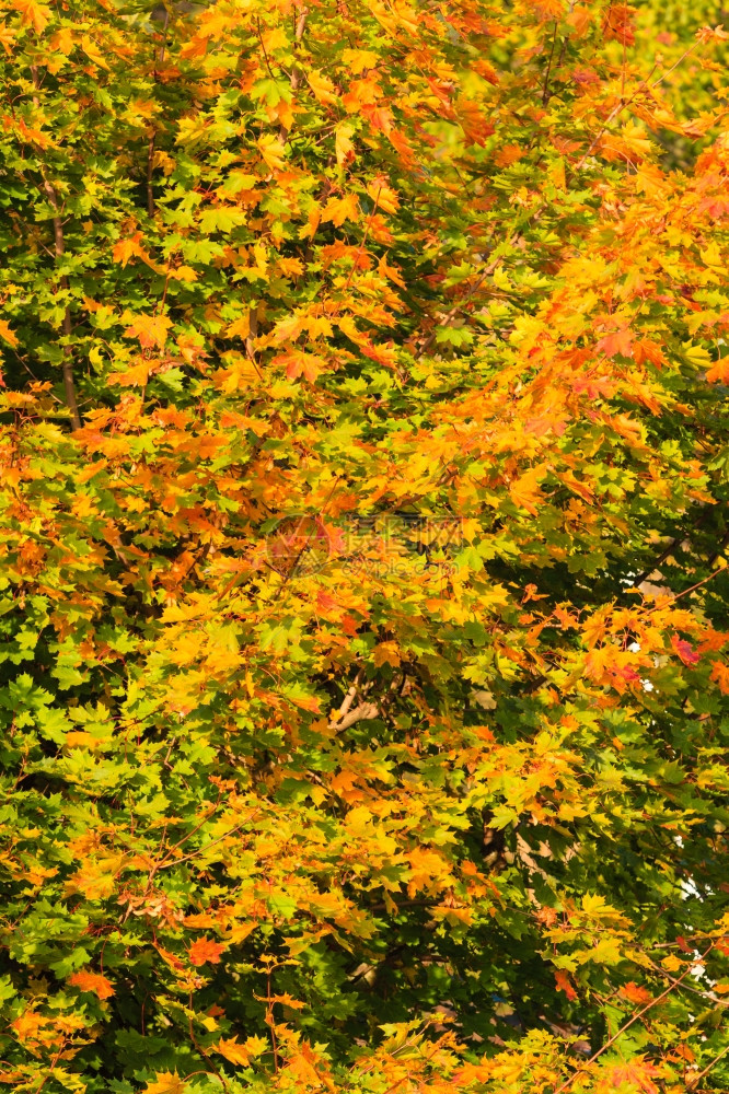自然环境中的明秋叶图片