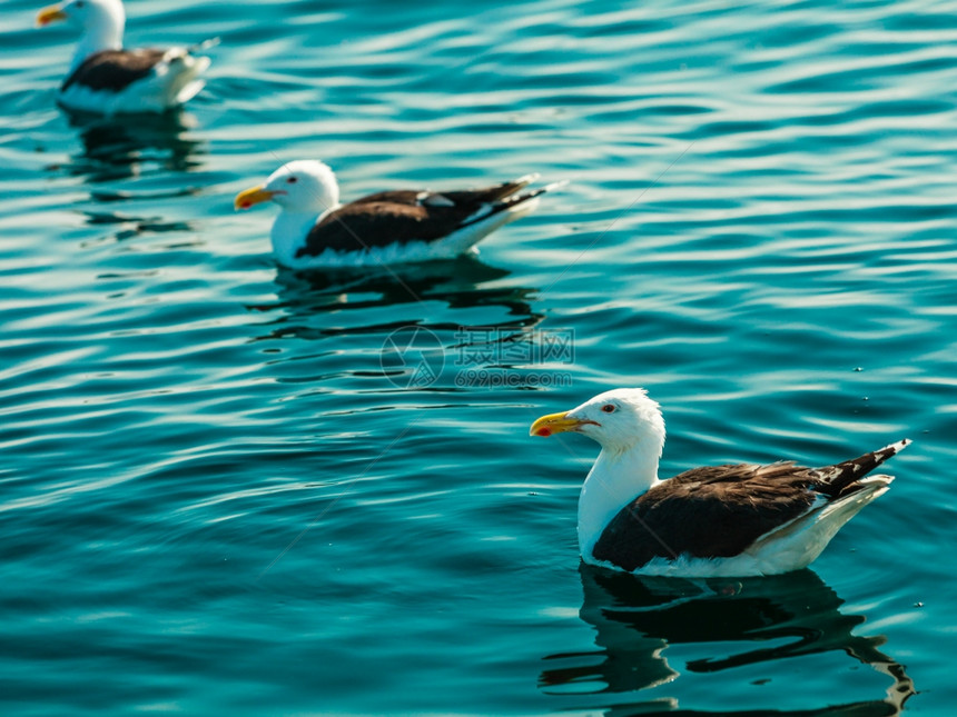 动物自然海鸥在水中栖息图片