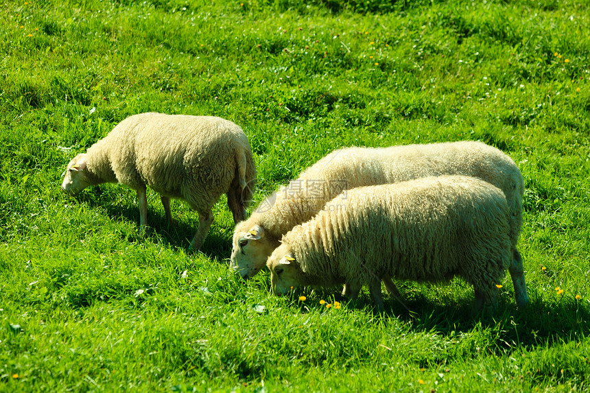 挪威美丽的山地草原上牧羊图片