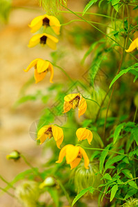 花园的黄色朵春或夏户外背景图片
