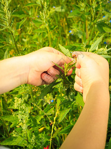 儿童在绿色草原上玩耍检查田间花朵看植物上的小虫环境意识教育背景图片