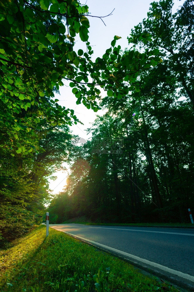 横穿绿林和阳光照的荒凉道路图片