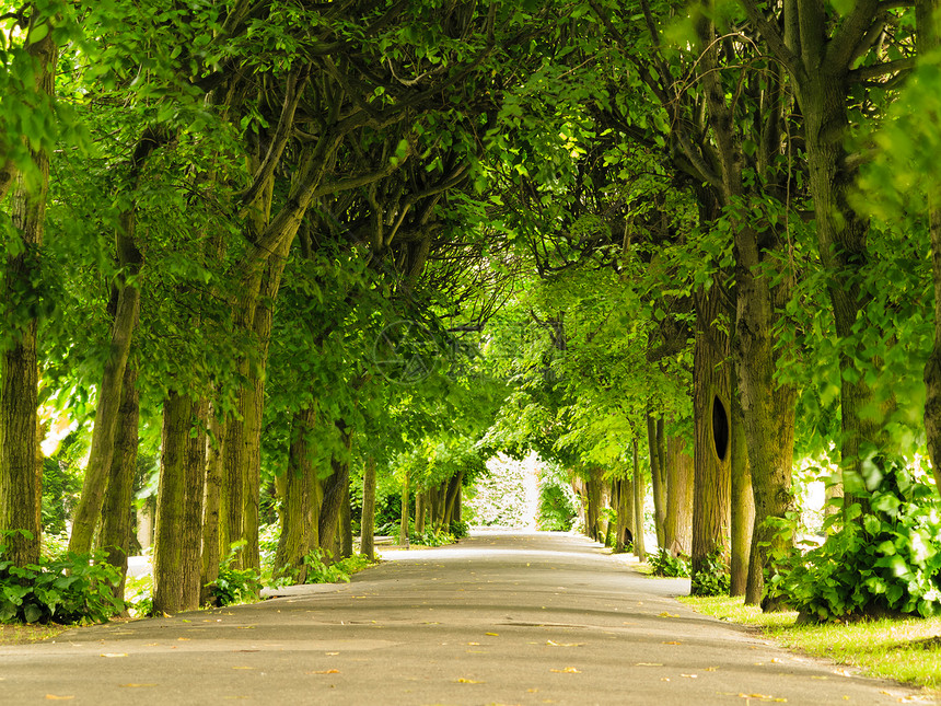 人行道公园里有树木自然景观夏季散步图片