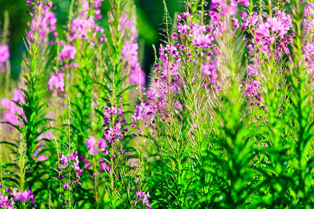 关闭草地紫罗兰花森林中的野自然美丽图片