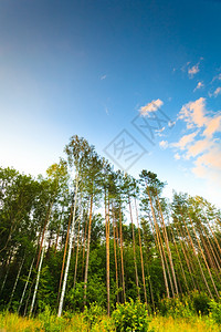 自然和环境森林树对着蓝天夏的风景图片