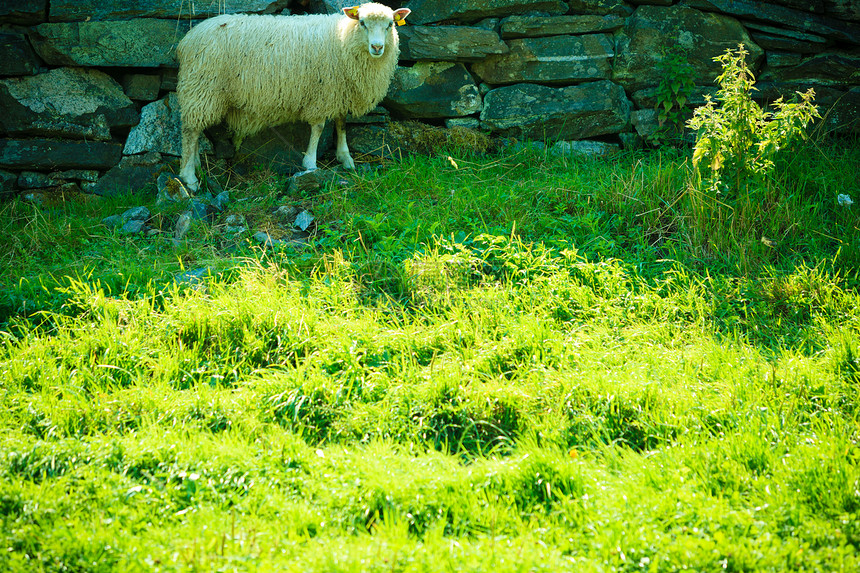 挪威美丽的山地草原上牧羊图片