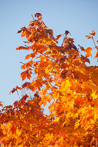 自然环境中的明秋叶树黄橙自然背景图片