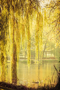 夏季或秋初公园有池塘或河流在岸上泪的柳树图片