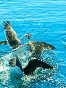 动物的自然和行海鸥在水中为食物而战图片