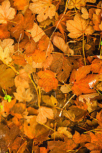 秋叶落背景多姿彩棕褐色湿润秋叶作为背景壁纸门外图片