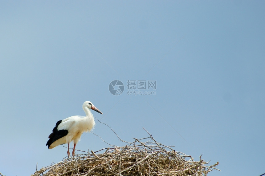 鸟的巢窝图片