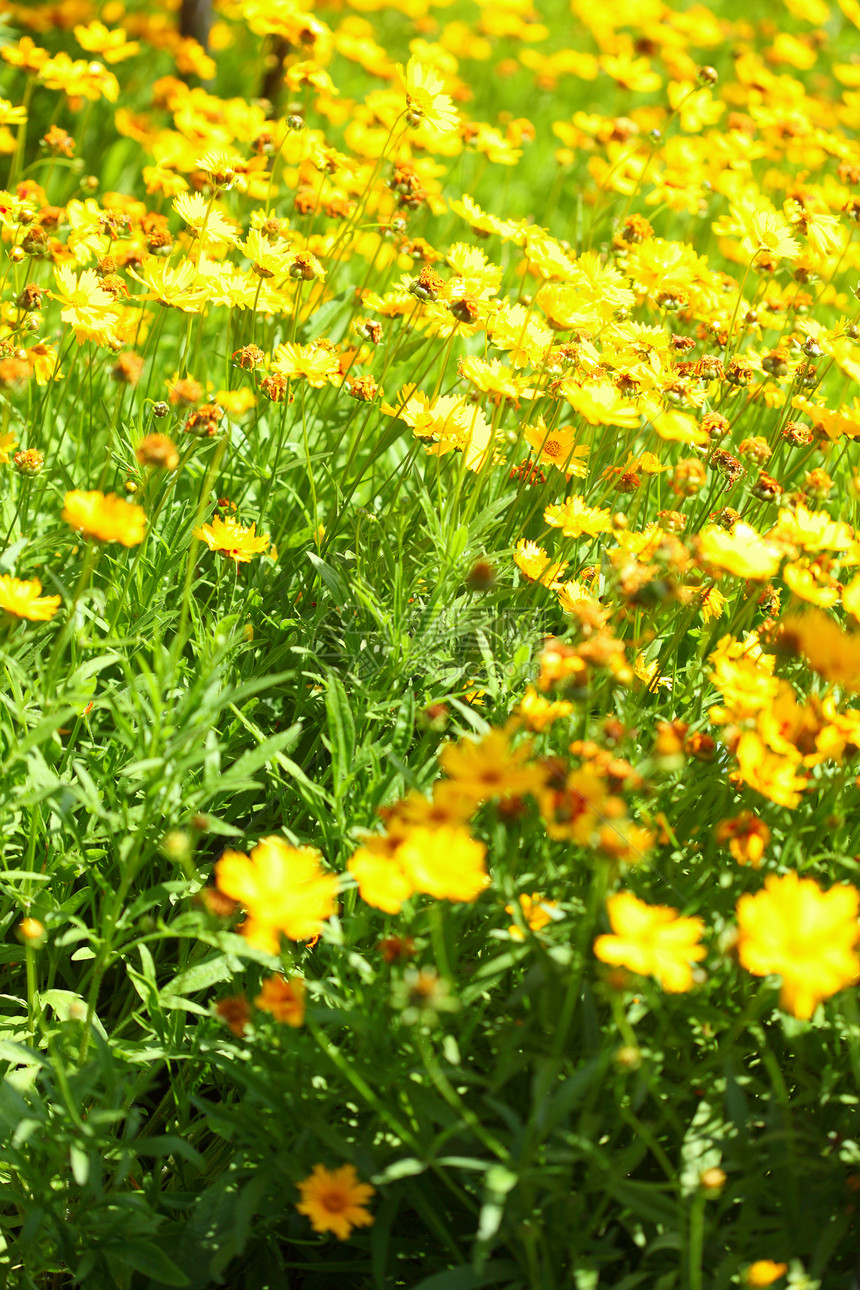 花园或阳光明媚的草原上黄花春或夏背景图片