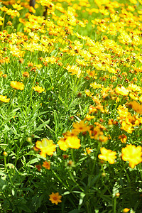 花园或阳光明媚的草原上黄花春或夏背景图片