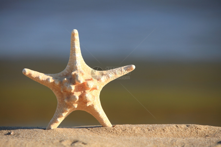 海星在滨沙滩上洋背景星暑假符号图片