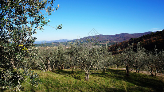 意大利蓝色天空的橄榄油树图片
