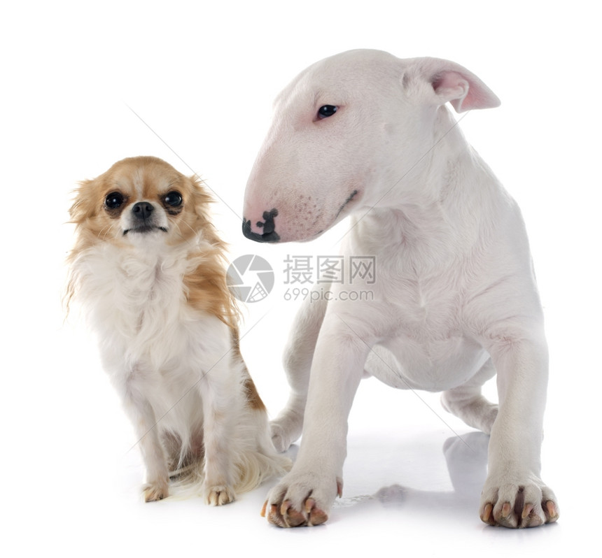 白色背景面前的小狗斗牛犬和Chihuahua图片