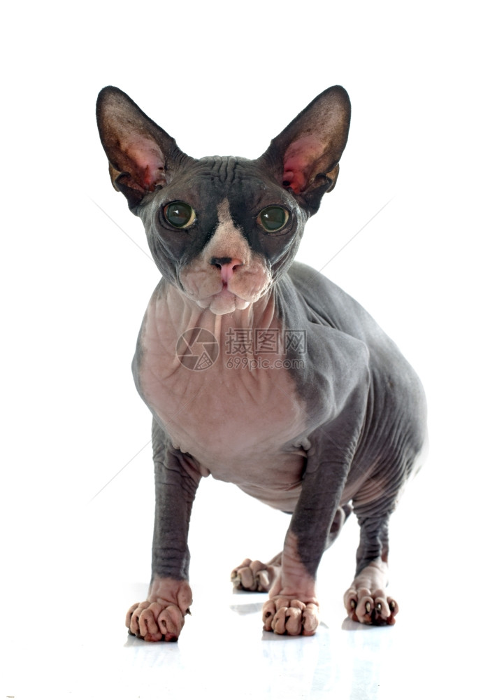 白色背景面前的无毛猫Sphynx图片