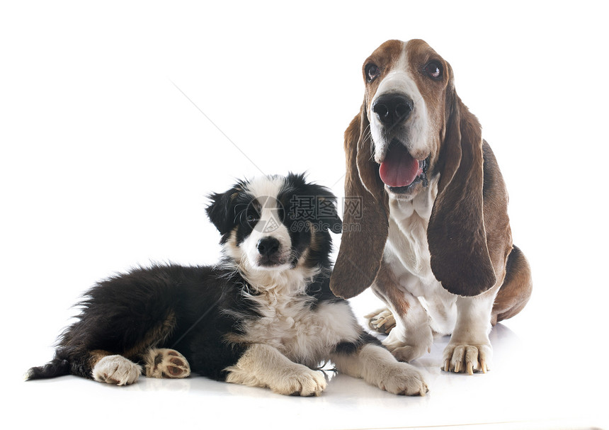 白背景面前的贝塞特猎犬和小狗边境山羊图片
