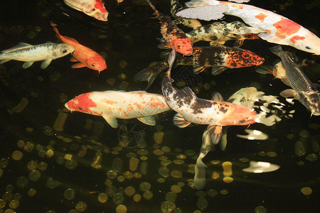 日本鱼在水族馆游泳红装饰鱼和硬币在蓄水池中象征着日本的好运和繁荣图片