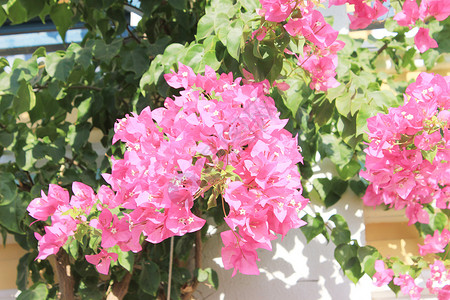 阳光照耀时有粉红色的花朵图片