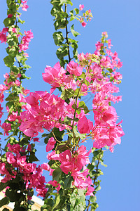 阳光照耀的粉色花朵图片