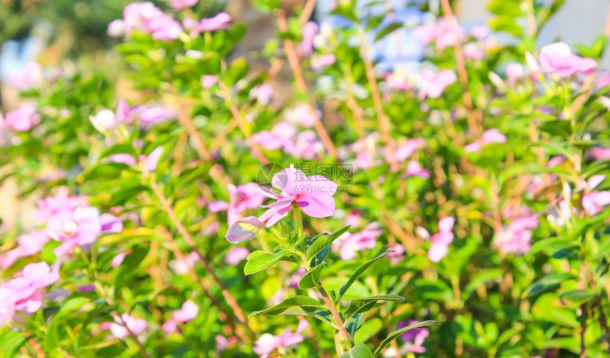 阳光照耀的粉色花朵绿背景的花朵图片