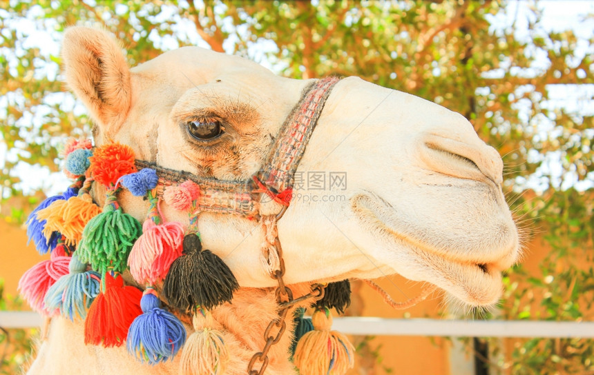 骆驼头部白独家骆驼脸部图片