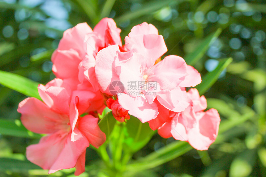 阳光照耀的粉红花朵蓝天空背景的花朵图片