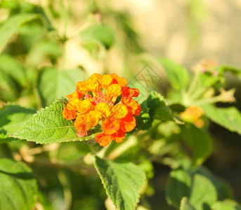 阳光照耀的橙色花朵绿背景的花朵图片