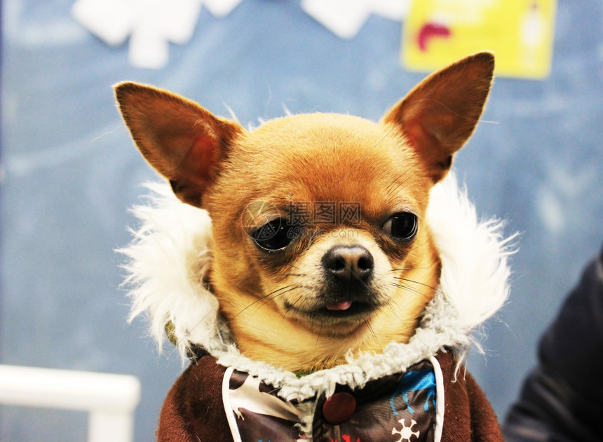 穿冬衣的漂亮小狗图片