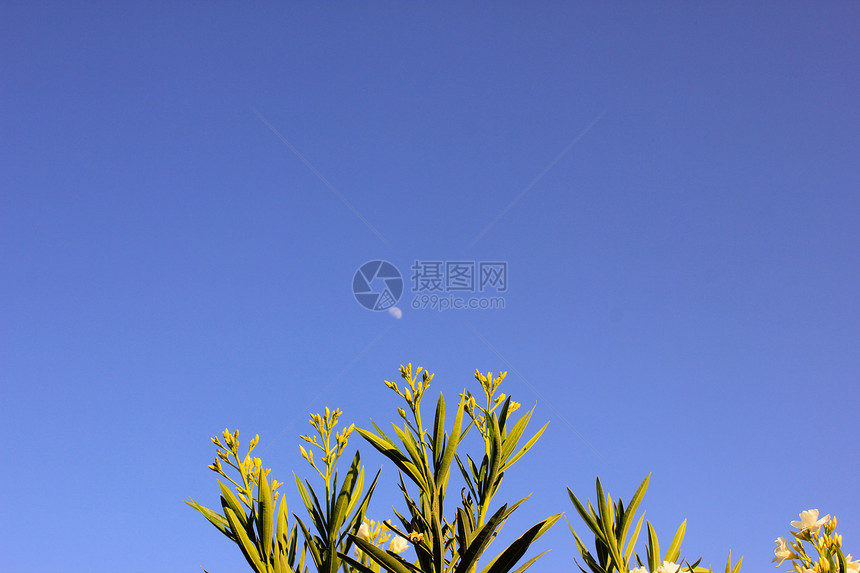 阳光照耀的白花蓝天空背景的花图片