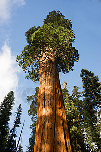这棵树估计已超过20年了背景图片
