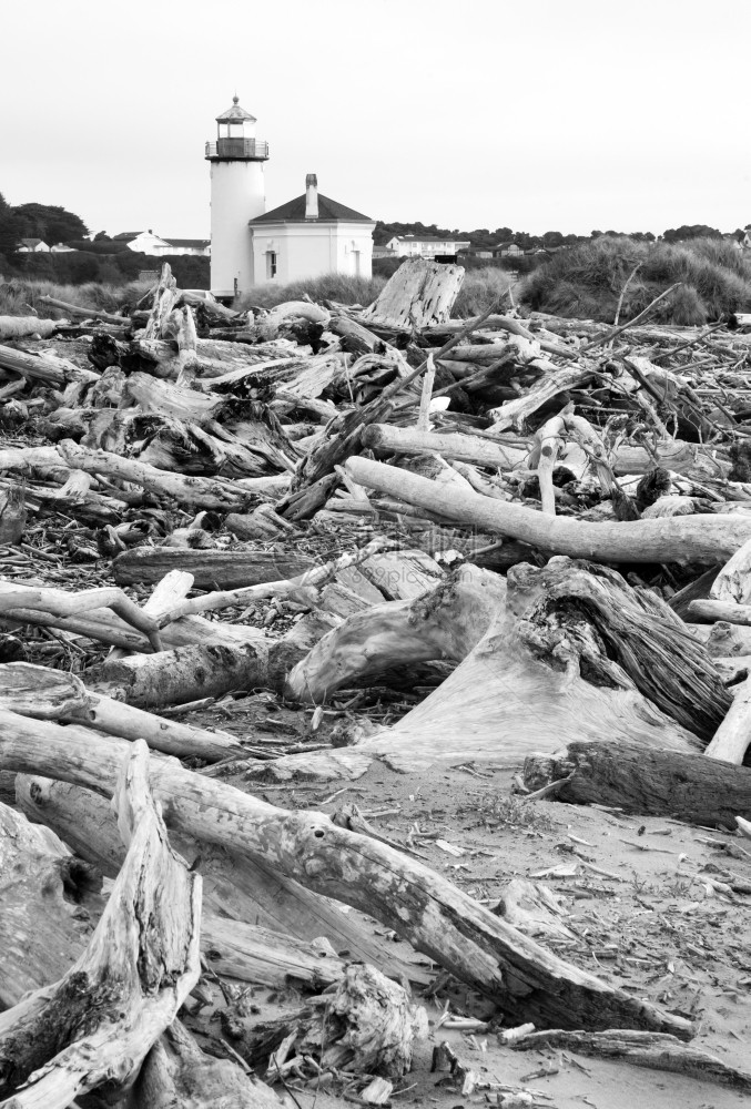 在高低潮下漂流木材在海滩高处聚集图片