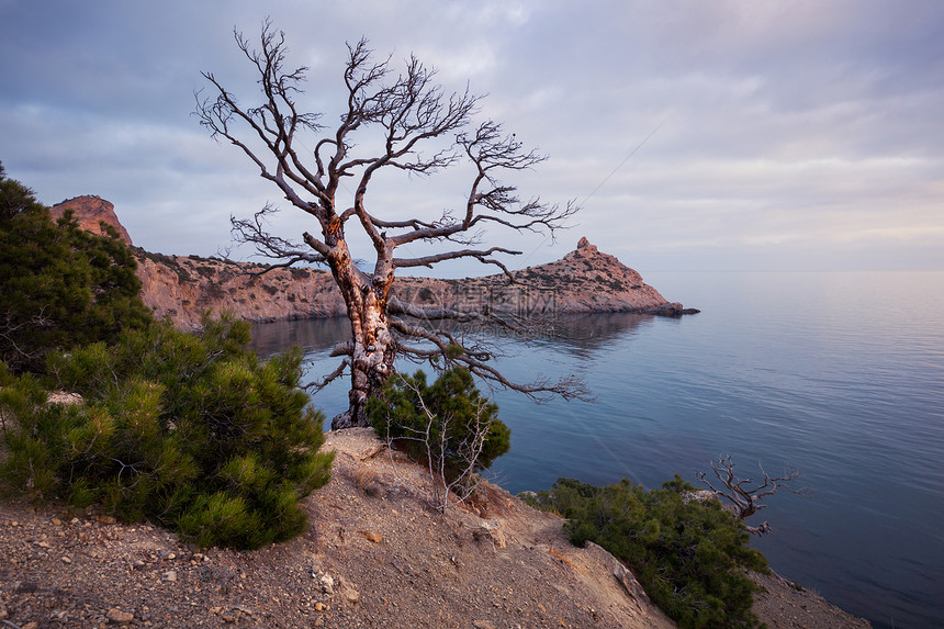 黑海岩石岸上的老树乌克兰里米亚图片