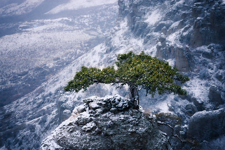 克里米亚山脉雪岩的松树图片