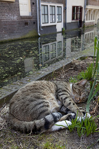 户外睡觉的猫图片