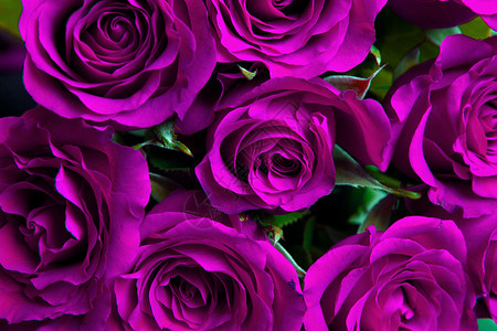 紫色天然玫瑰背景图片